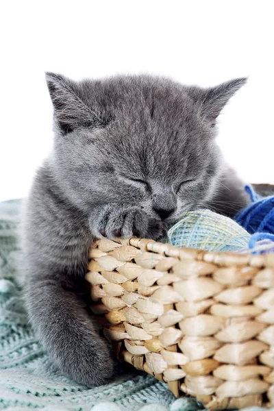 Cute gray kitten — Stock Photo, Image