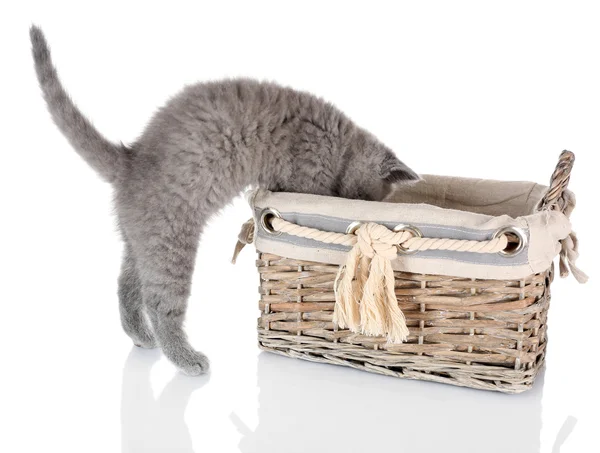 Chaton gris mignon dans un panier en osier isolé sur blanc — Photo