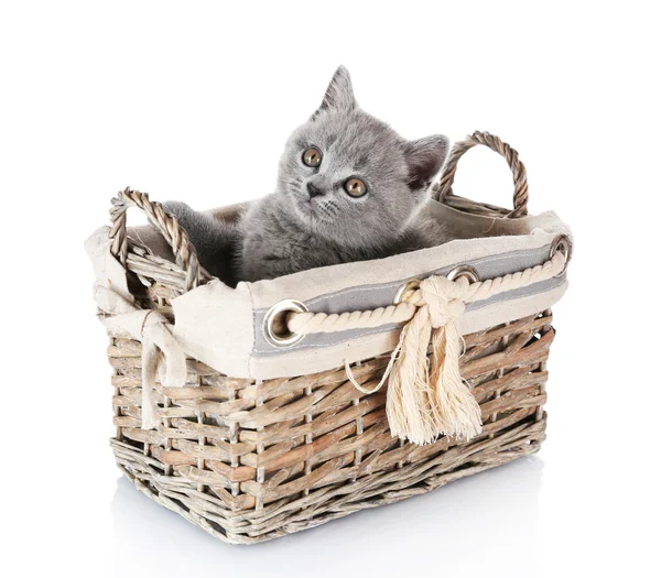 Chaton gris mignon dans un panier en osier isolé sur blanc — Photo