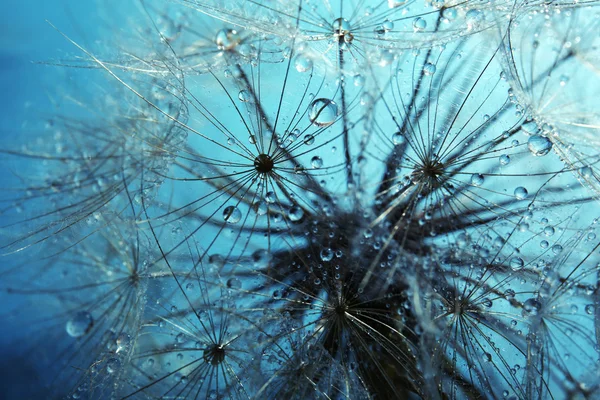 Beautiful dandelion with water drops — Stock Photo, Image