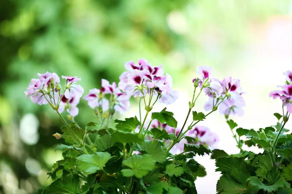 Blumen im Blumentopf im Freien — Stockfoto