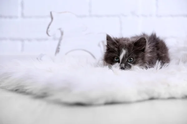 Mignon chaton gris sur le tapis sur le sol à la maison — Photo