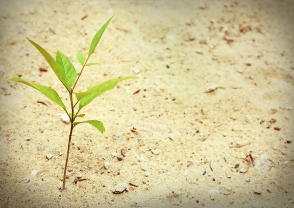 Planta creciendo a través del pavimento —  Fotos de Stock