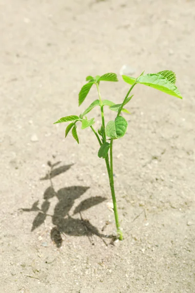 Plante poussant à travers la chaussée — Photo