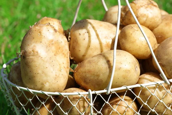 Pommes de terre nouvelles dans un panier en osier sur fond d'herbe verte — Photo