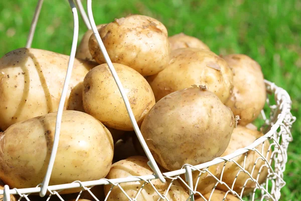 Batatas novas em cesta de vime sobre fundo de grama verde — Fotografia de Stock