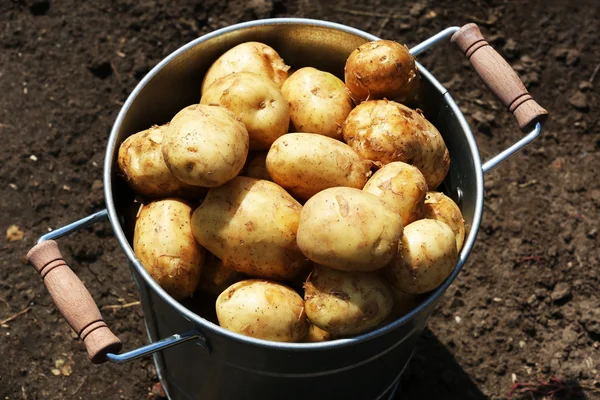 New potatoes in metal bucket in garden — Stock Photo, Image