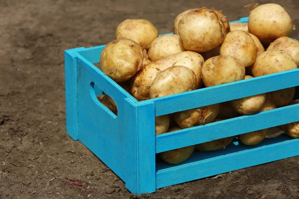 New potatoes in wooden crate over soil background — Stock Photo, Image