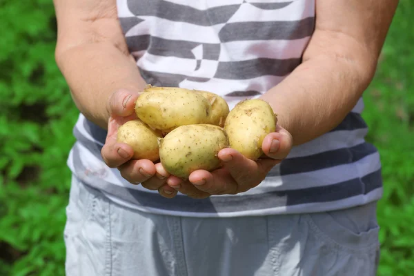 Female handful of new potatoes — Stock Photo, Image