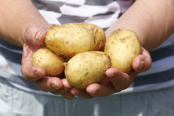 Female handful of new potatoes — Stock Photo, Image