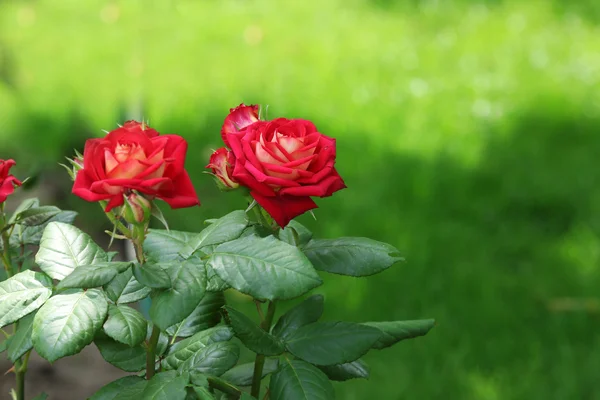 Belles roses rouges maison dans le jardin — Photo