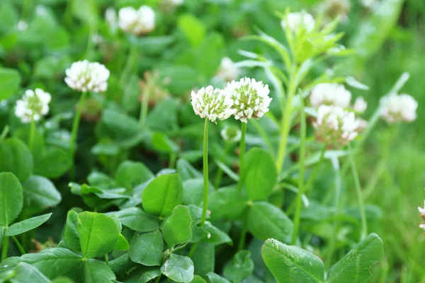 Clover lämnar bakgrund — Stockfoto