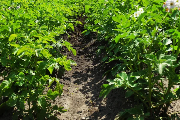 Fondo de plantación de patatas — Foto de Stock