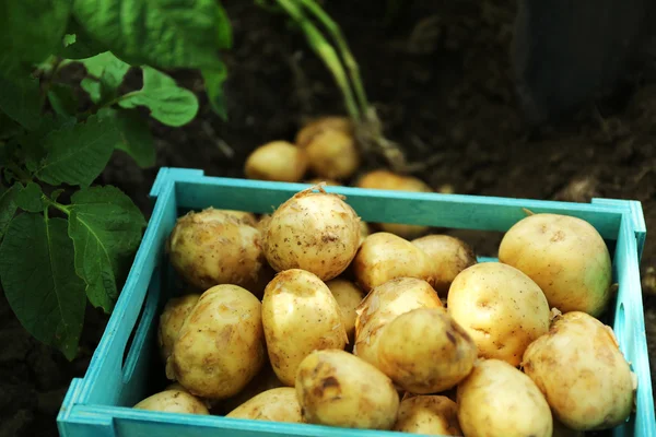 Toprak arka plan üzerinde ahşap sandık yeni patates — Stok fotoğraf