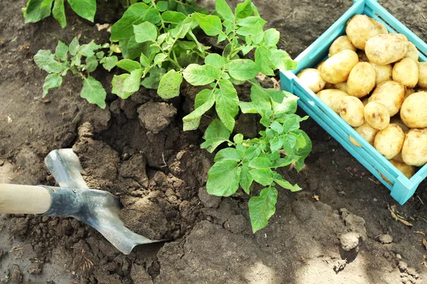 Kentang baru dalam peti kayu dan umbi kentang di atas tanah latar belakang — Stok Foto