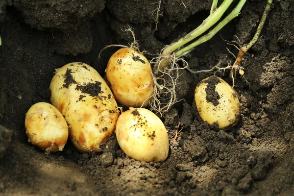 Kırpma yeni patates — Stok fotoğraf