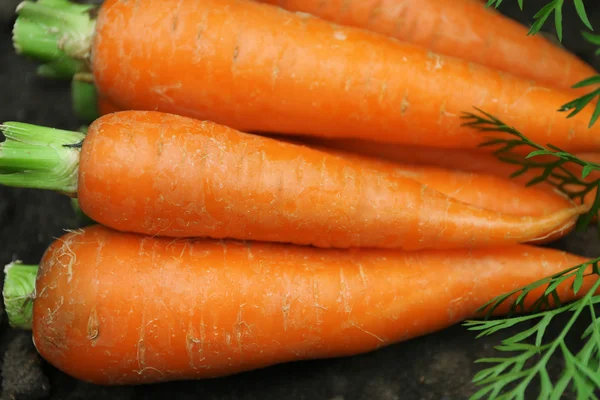 Nuove carote fresche su terreno in giardino — Foto Stock