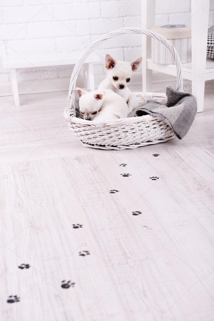 Adorable Chihuahua Dogs In Basket And Muddy Paw Prints On Wooden Adorable Chihuahua Dogs In Basket And Muddy Paw Prints On Wooden Floor Room Photo By Belchonock
