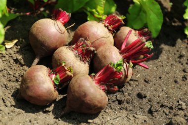 Bahçe topraklarında taze yeni pancar