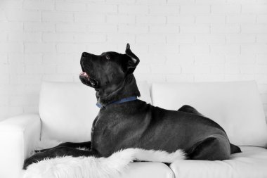 Cane corso Italiano köpek evde koltukta yalan