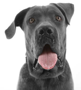 Cane corso Italiano köpek, üzerinde beyaz izole