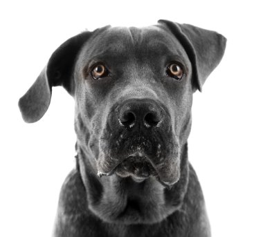 Cane corso Italiano köpek, üzerinde beyaz izole