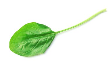 Beyaz üzerinde taze ıspanak yaprağı.