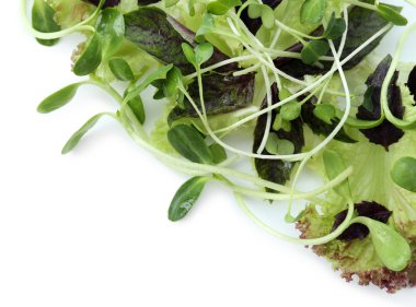 Beyaz izole taze karışık yeşil salata