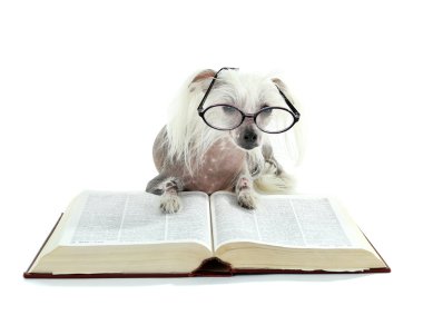 Tüysüz Çin köpeği gözlük ve üzerinde beyaz izole kitap ile tepeli