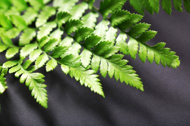 Karanlık yüzüne, closeup yeşil yaprakları