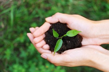 Bitki ve toprak yeşil çimen, closeup üzerinde eller