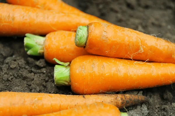 Νέα φρέσκα καρότα στο χώμα στον κήπο — Φωτογραφία Αρχείου