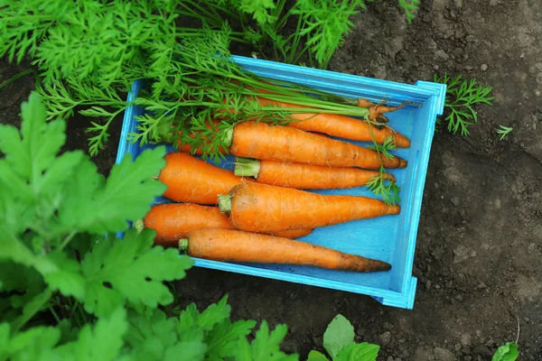 Новые свежие моркови в деревянной корзине в саду — стоковое фото