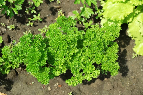 Herbes fraîches poussant dans le jardin — Photo