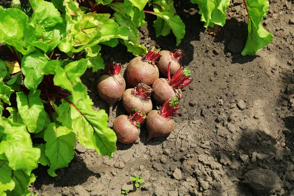 Nuova barbabietola fresca su terreno in giardino — Foto Stock