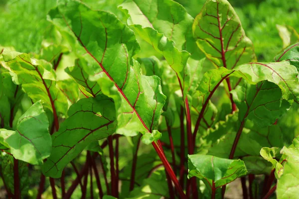 Hauts de betteraves poussant dans le jardin — Photo