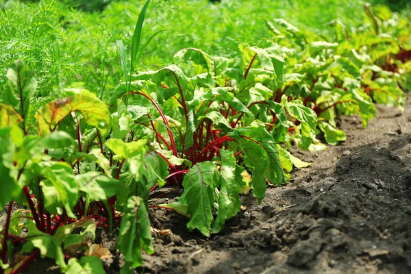 Tops of vegetables growing in garden