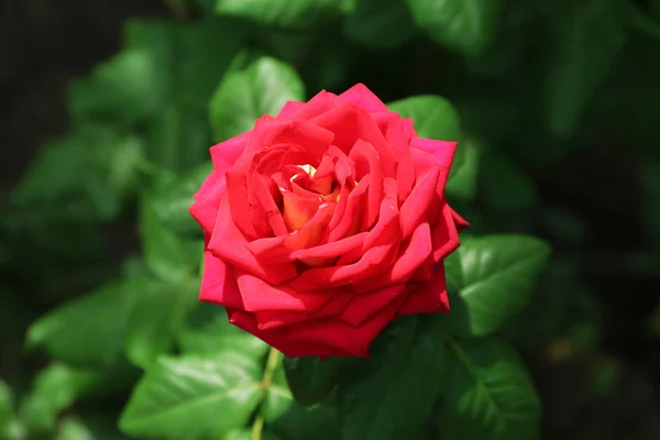 Hezké červené růže v zahradě — Stock fotografie