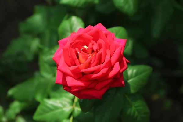 Belle maison rouge rose dans le jardin — Photo