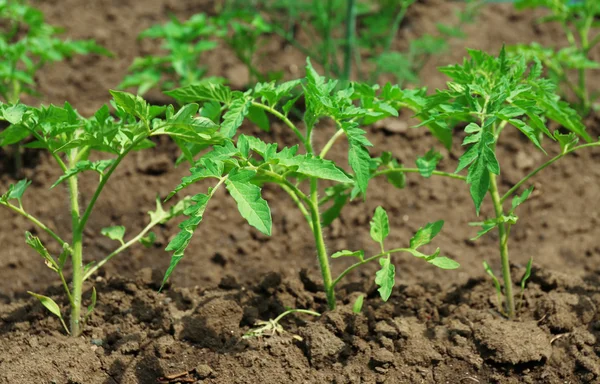 Tops of tomatoes growing in garden — Stock Photo, Image