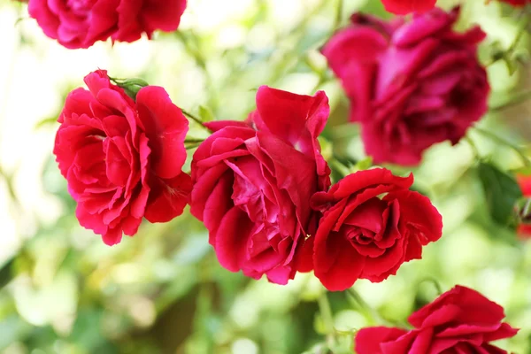 Hermosas rosas rojas en el jardín — Foto de Stock