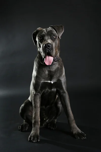 Cane corso italiano hond op zwarte achtergrond — Stockfoto