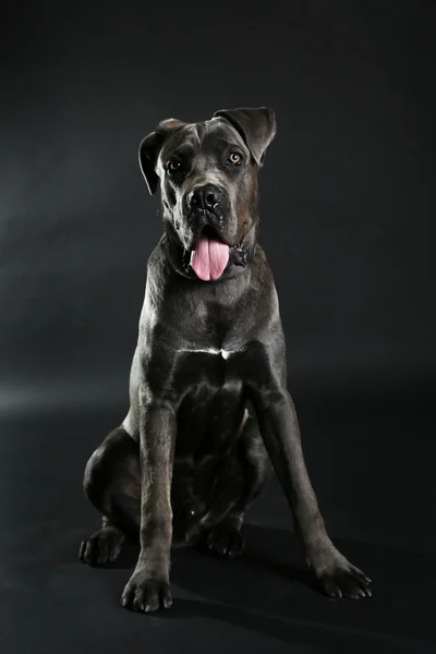 Cane corso italiano dog on black background — Stock Photo, Image