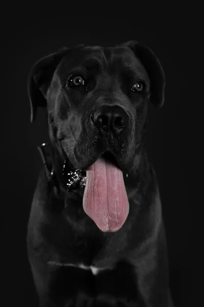 黒い背景に杖コルソ イタリア犬 — ストック写真