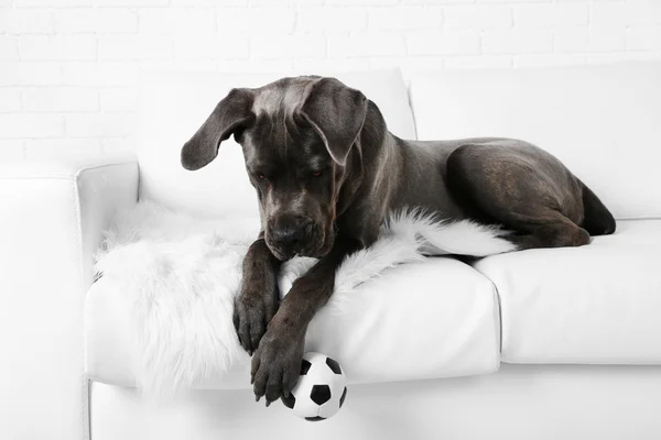 Собака по кличке Корсо Фазано лежит на диване с мячом дома — стоковое фото