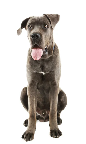 Cane corso italiano chien, isolé sur blanc — Photo