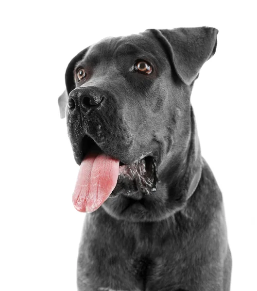 Cane corso italiano hond, geïsoleerd op wit — Stockfoto