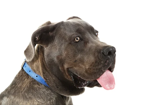 Cane corso italiano cão, isolado em branco — Fotografia de Stock