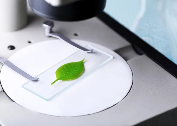 Hoja verde en el microscopio — Foto de Stock