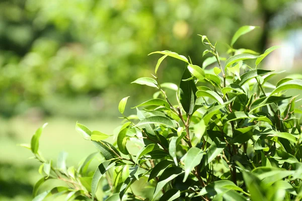 Cespuglio di tè verde con foglie fresche, all'aperto — Foto Stock